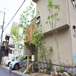 雑木の庭