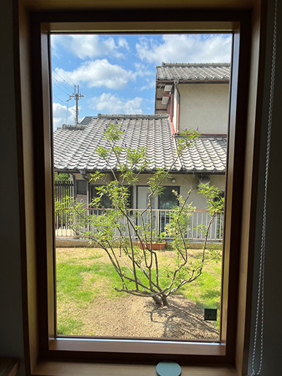 窓越し樹木