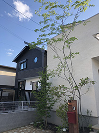 お庭大きな木