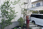 大きな樹木の庭
