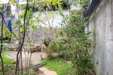 雑木の庭