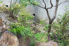 雑木の庭