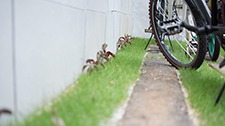 芝生・枕木自転車置き場　ヘンリーヅタ