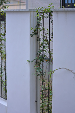 フェンス植物